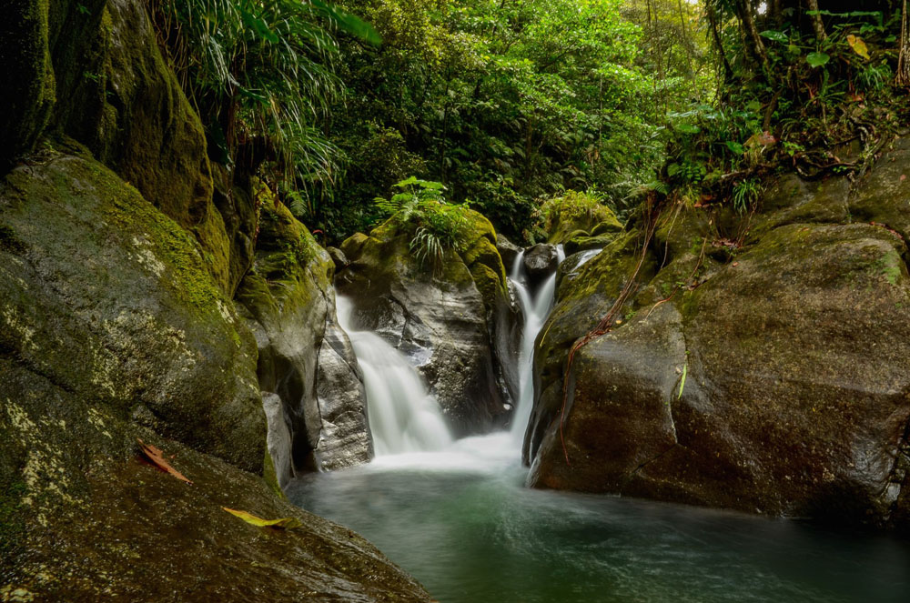 Natur in Guadeloupe