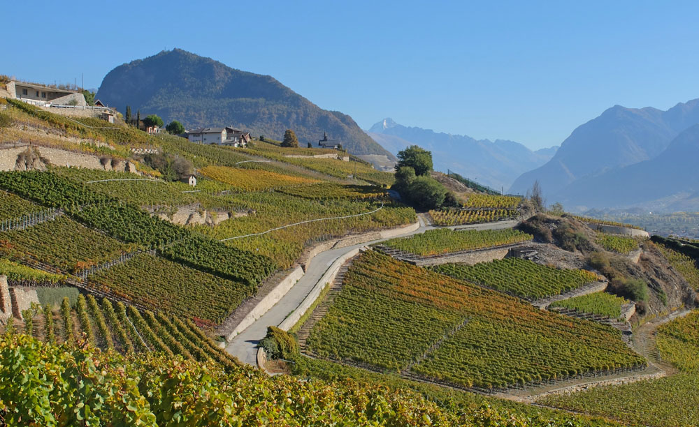 Weinberge im Wallis